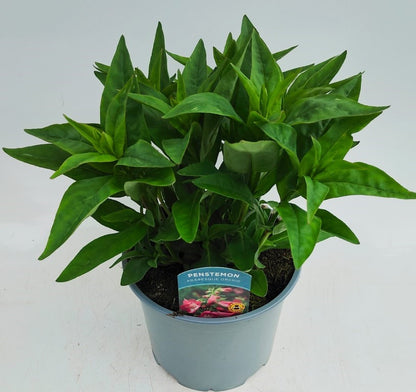 x1 Penstemon Arabesque Orchid 19cm/3Ltr