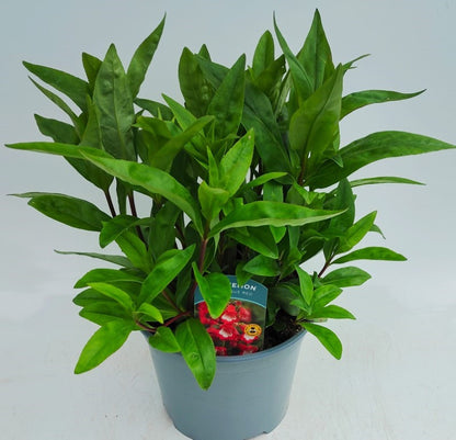 x1 Penstemon Arabesque Red 19cm/3Ltr