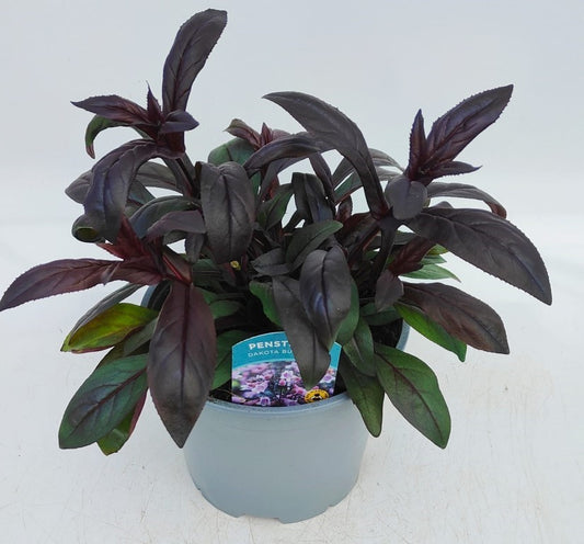 x1 Penstemon Dakota Burgundy 19cm/3Ltr