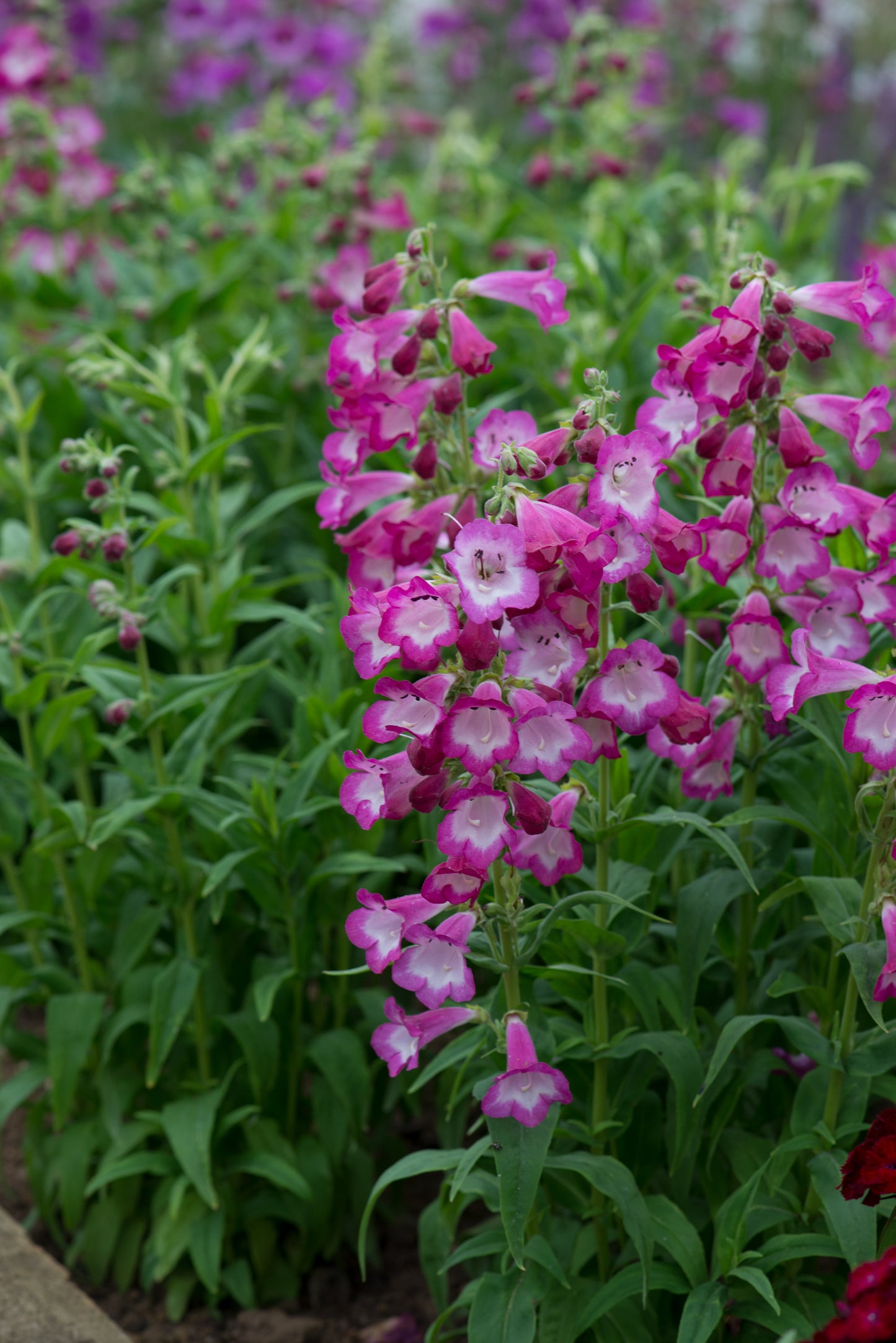 x1 Penstemon Arabesque Orchid 19cm/3Ltr