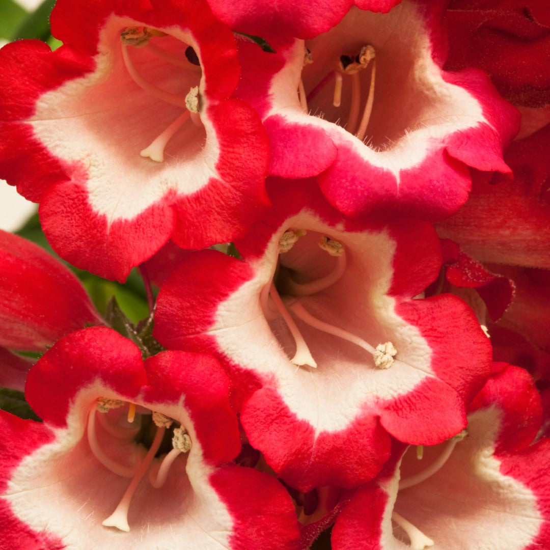 x1 Penstemon Arabesque Red 19cm/3Ltr