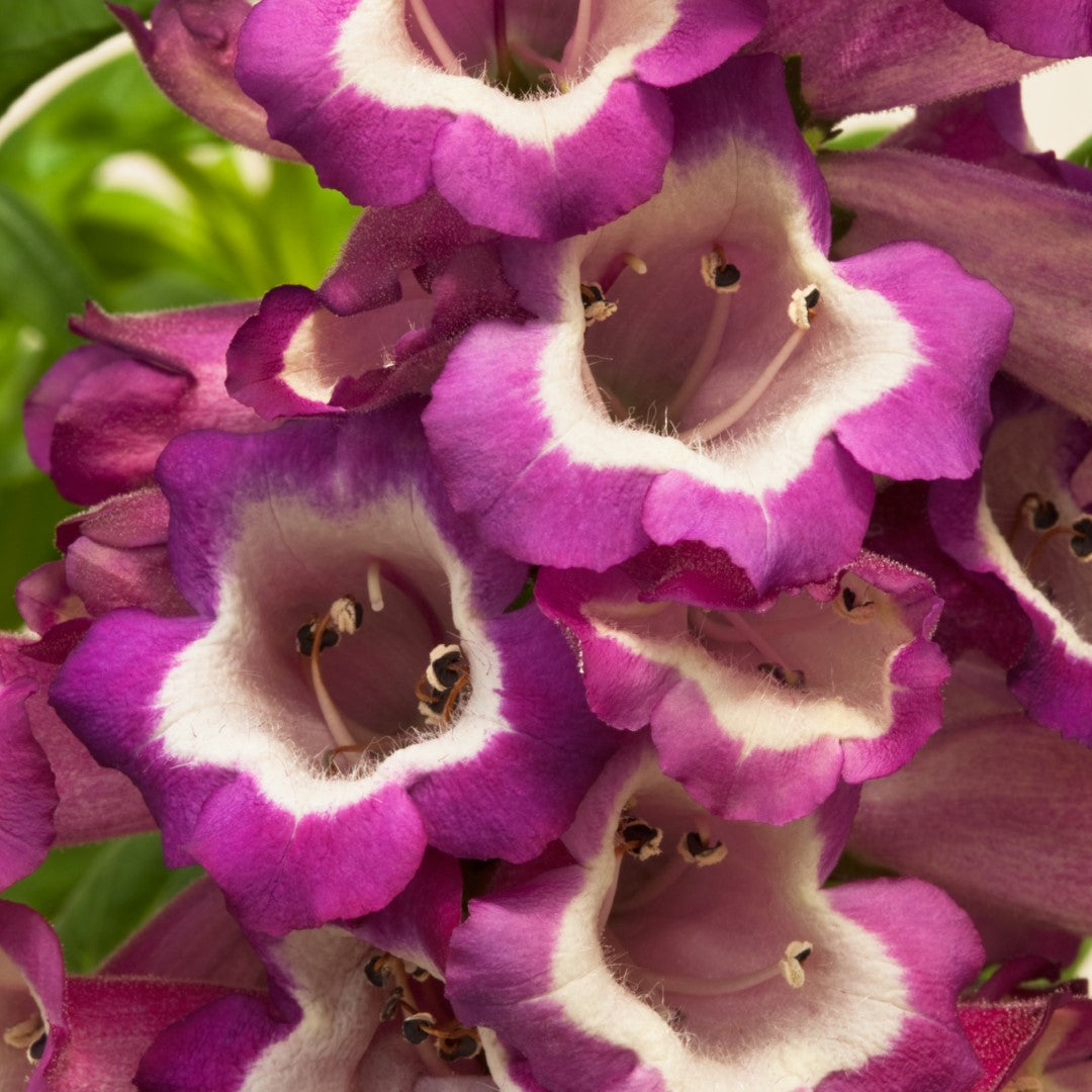 x1 Penstemon Arabesque Violet 19cm/3Ltr