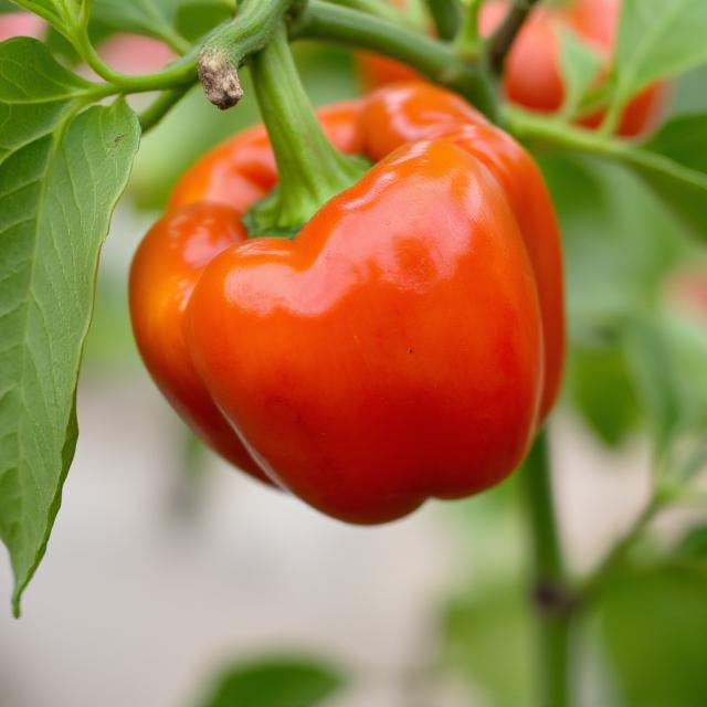 x3 Pepper Sweet Red Skin Vegetable Plant 10.5cm (GLASSHOUSE READY)