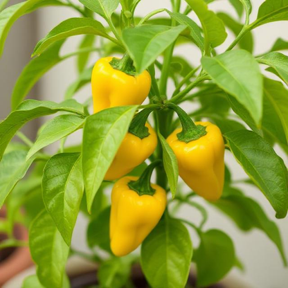 x3 Pepper Sweet Snack Yellow Vegetable Plant 10.5cm (GLASSHOUSE READY)