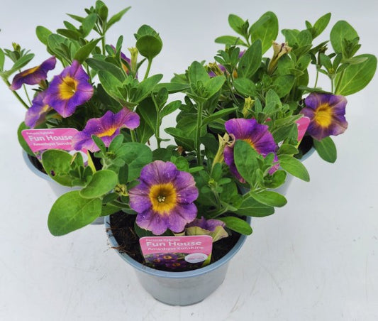 x2 Petunia Amethyst Sunshine 13cm/1 Ltr
