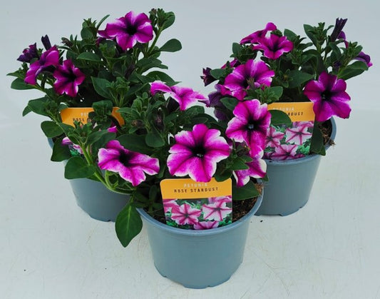 x2 Petunia Rose Stardust 13cm/1 Ltr