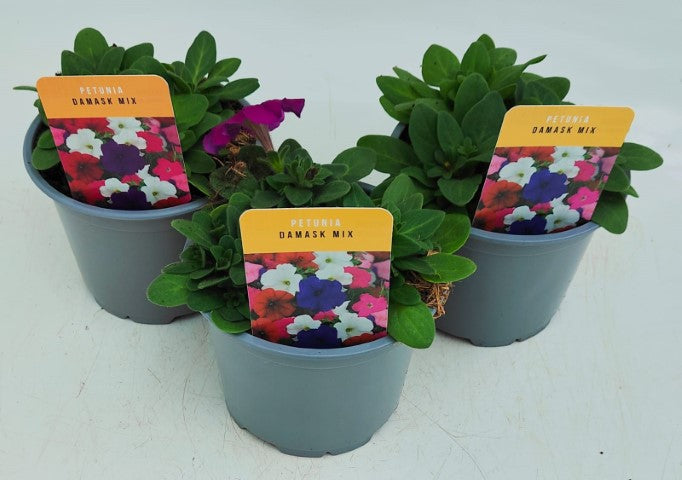 x2 Petunia Damask Mix 13cm/1 Ltr