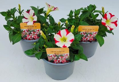 x2 Petunia Amore King of Hearts 13cm/1 Ltr