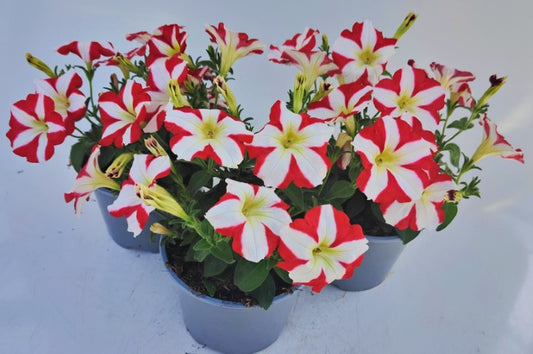 x2 Petunia Amore King of Hearts 13cm/1 Ltr