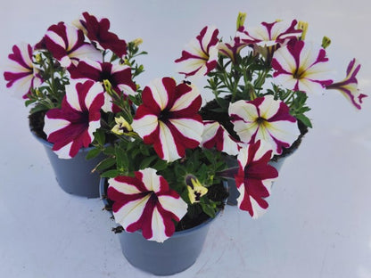 x2 Petunia Burgundy Star 13cm/1 Ltr