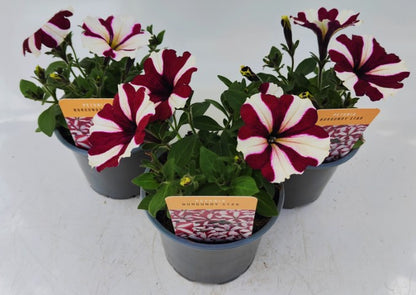 x2 Petunia Burgundy Star 13cm/1 Ltr