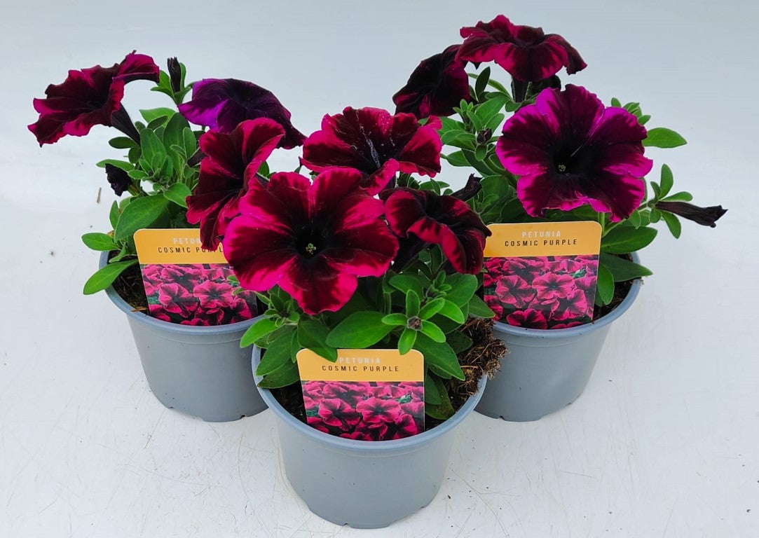 x2 Petunia Cosmic Purple 13cm/1 Ltr