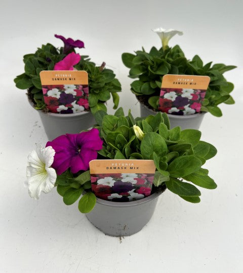 x2 Petunia Damask Mix 13cm/1 Ltr