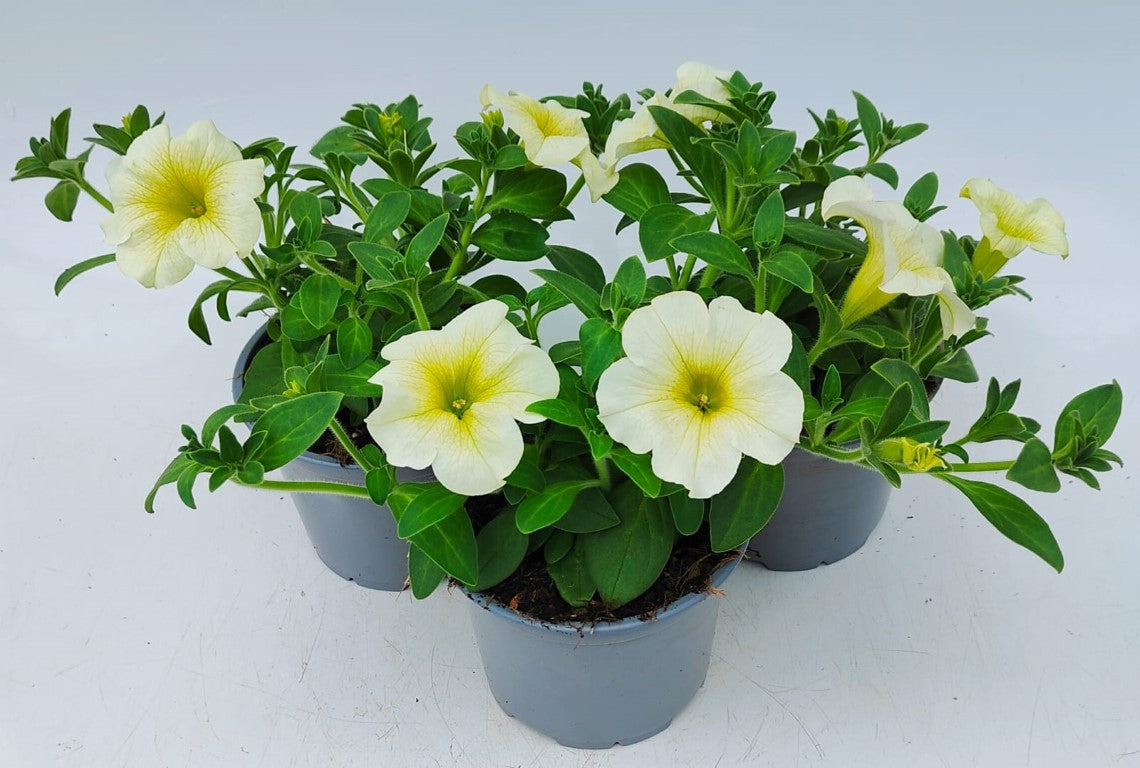 x2 Petunia French Vanilla 13cm/1 Ltr