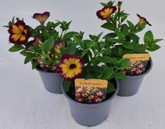 x2 Petunia Glowing Garnet 13cm/1 Ltr