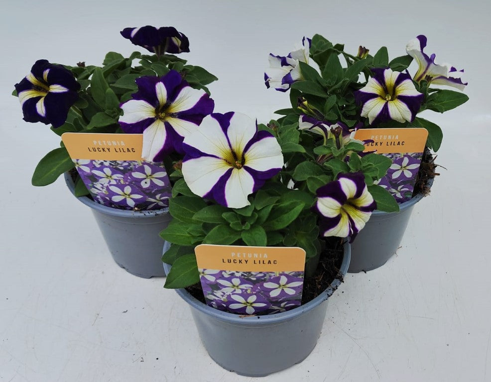 x2 Petunia Lucky Lilac 13cm/1 Ltr