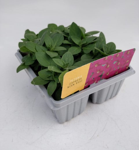 x10 Petunia Frenzy Rose - XL Plug Plants