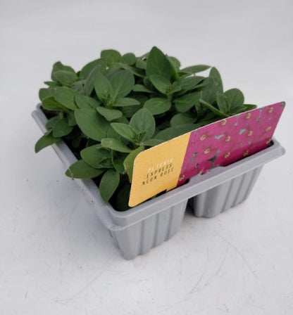 x10 Petunia Frenzy Rose - XL Plug Plants