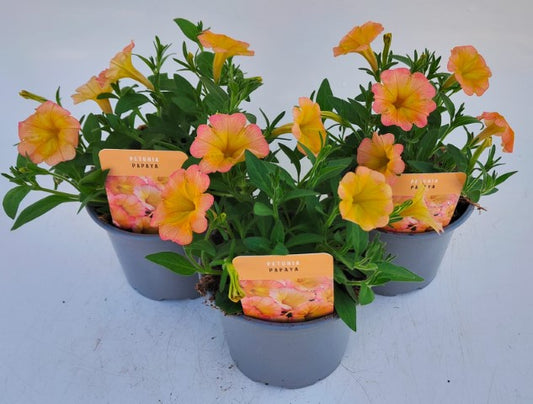x2 Petunia Papaya 13cm/1 Ltr