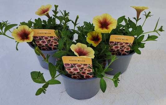 x2 Petunia Peach Melba 13cm/1 Ltr