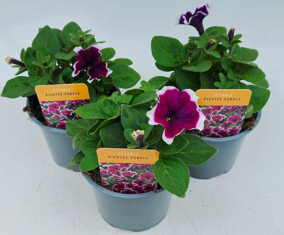 x2 Petunia Picotee Purple 13cm/1 Ltr