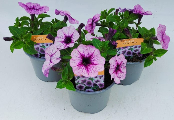 x2 Petunia Purple Vein 13cm/1 Ltr