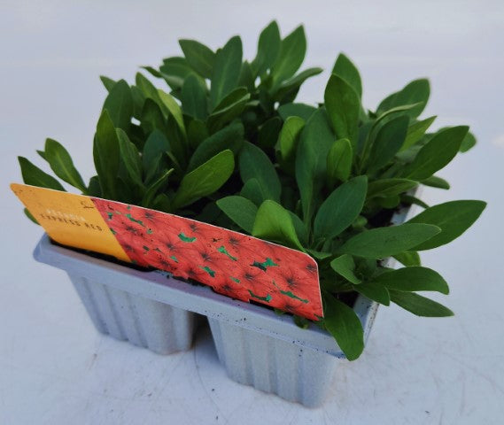 x10 Petunia Frenzy Red - XL Plug Plants