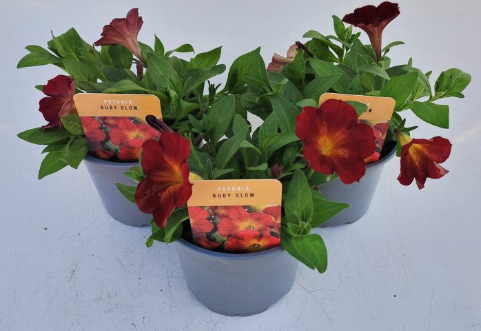 x2 Petunia Ruby Glow 13cm/1 Ltr