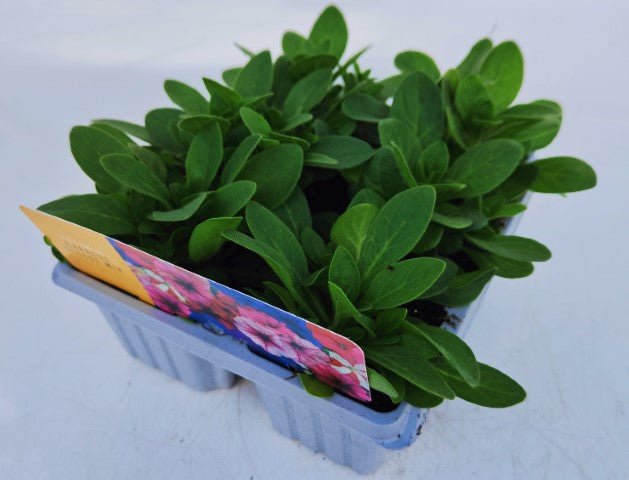 Petunia Express Mix 10-Pack - XL Plug Plants