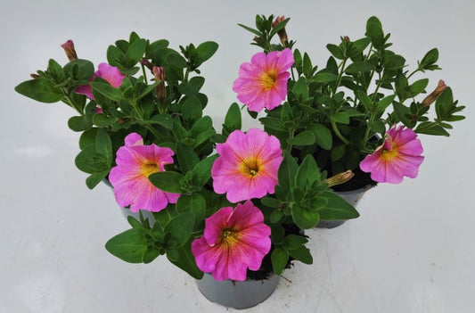 x2 Petunia Sunray Pink 13cm/1 Ltr