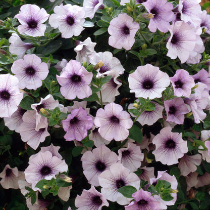 x3 Petunia Surfinia Blue Vein 10.5cm/9cm