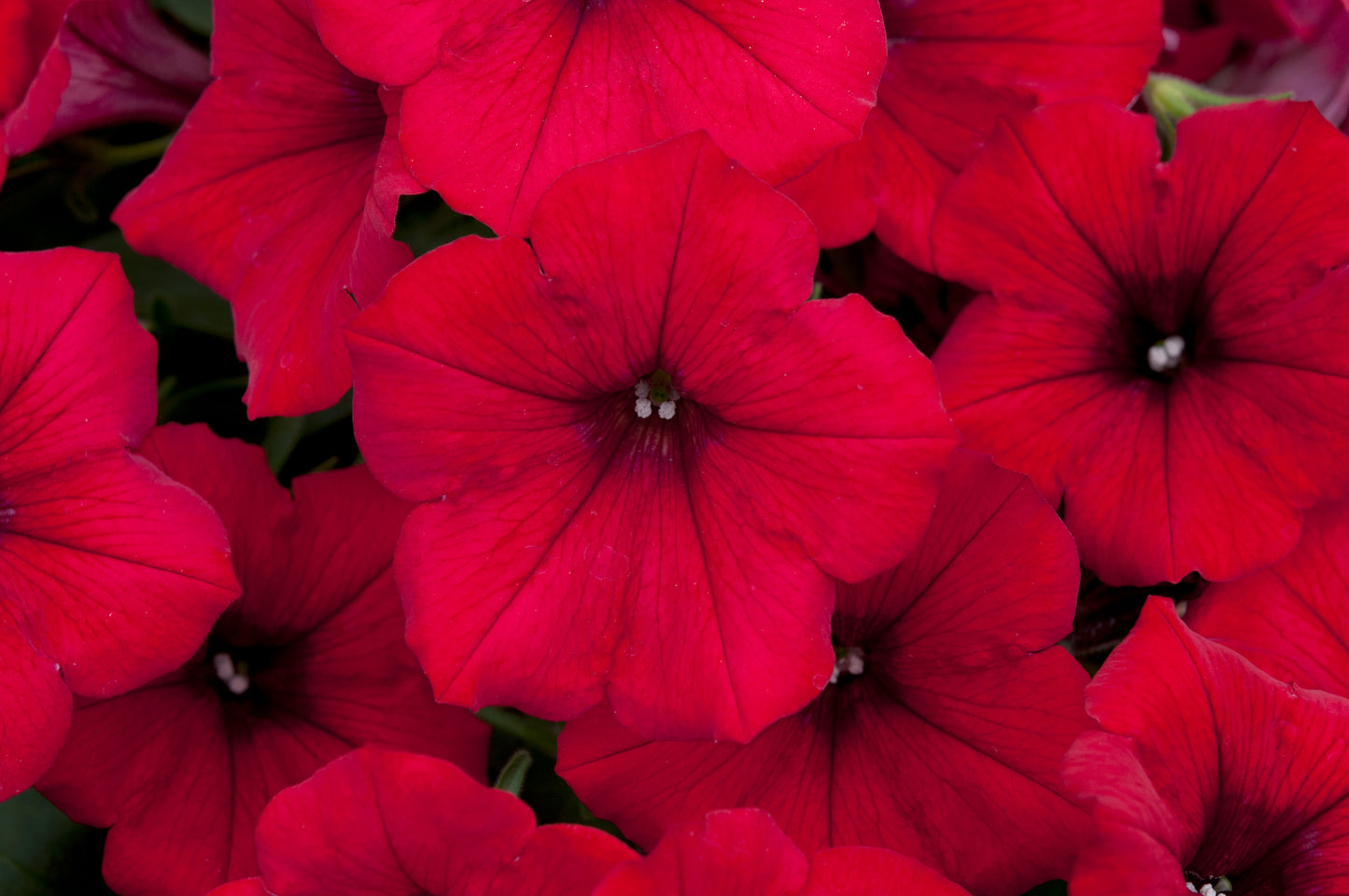 x3 Petunia Surfinia Deep Red 10.5cm/9cm