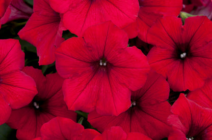x3 Petunia Surfinia Deep Red 10.5cm/9cm
