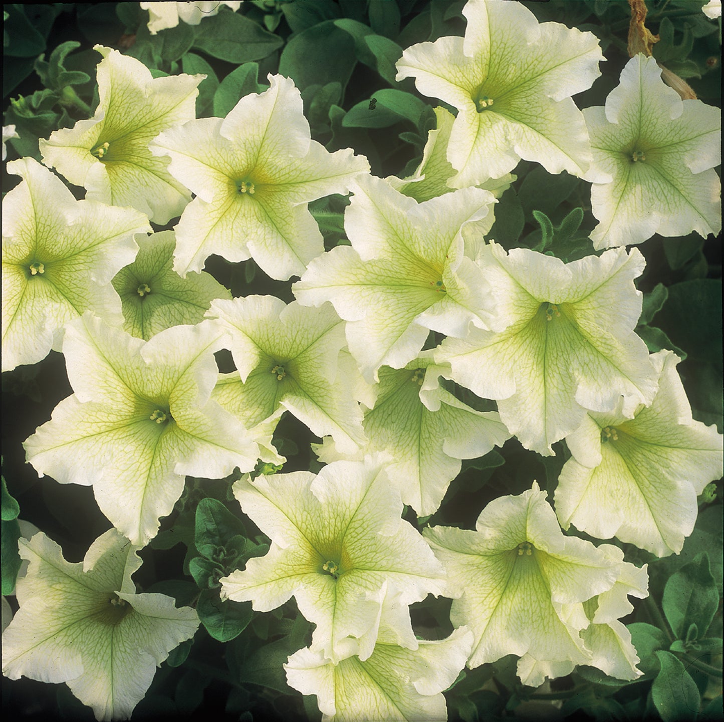 x3 Petunia Surfinia Lime 10.5cm/9cm
