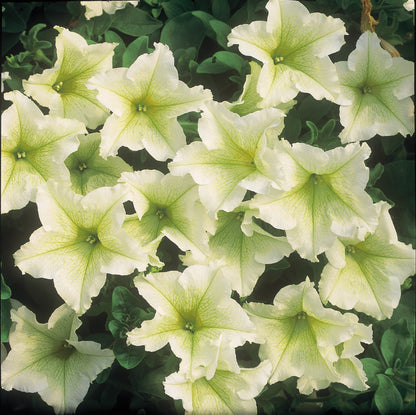 x3 Petunia Surfinia Lime 10.5cm/9cm
