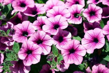 x3 Petunia Surfinia Pink Vein 10.5cm/9cm