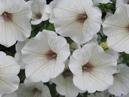 x3 Petunia Surfinia White 10.5cm/9cm