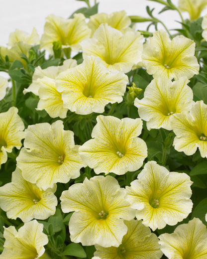 x3 Petunia Surfinia Light Yellow 10.5cm/9cm