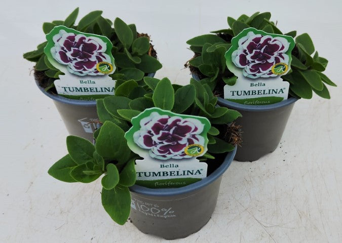 x3 Petunia Tumbelina Bella 10.5cm/9cm