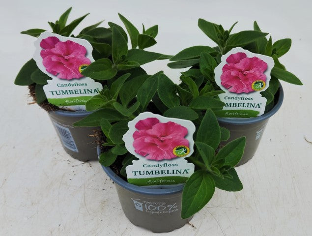 x3 Petunia Tumbelina Candy Floss 10.5cm/9cm