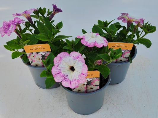 x2 Petunia Vintage Lilac 13cm/1 Ltr