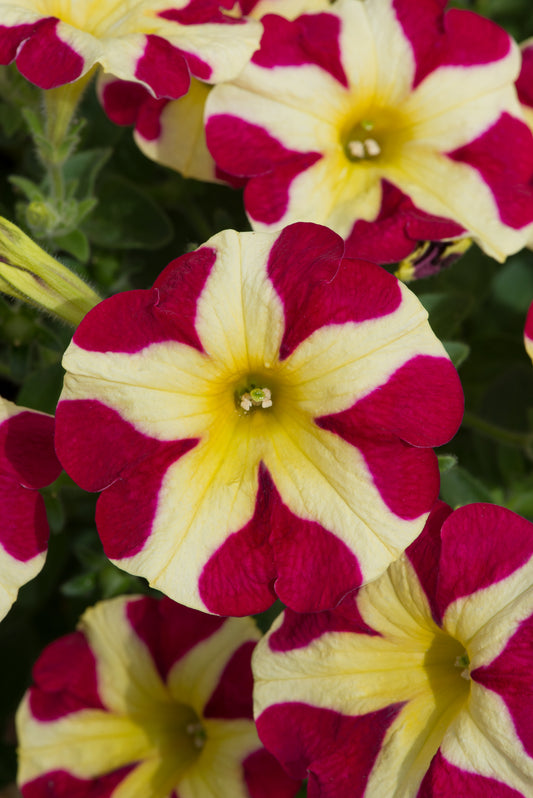 x2 Petunia Amore Queen of Hearts 13cm/1 Ltr