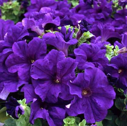 x10 Petunia Frenzy Blue - XL Plug Plants
