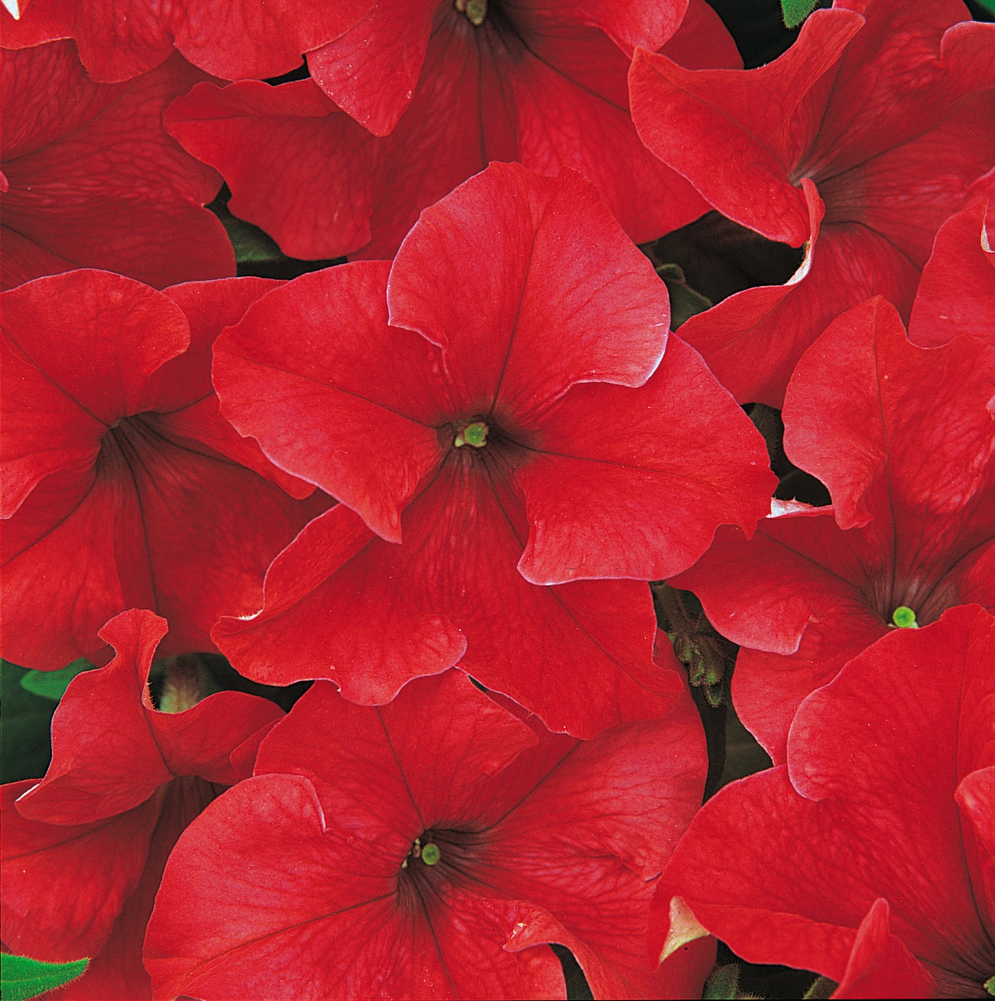 x10 Petunia Frenzy Red - XL Plug Plants