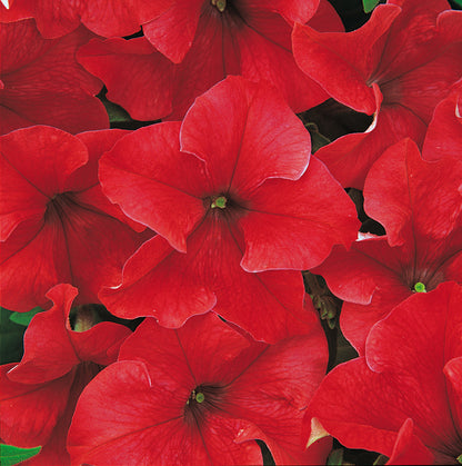 x10 Petunia Frenzy Red - XL Plug Plants