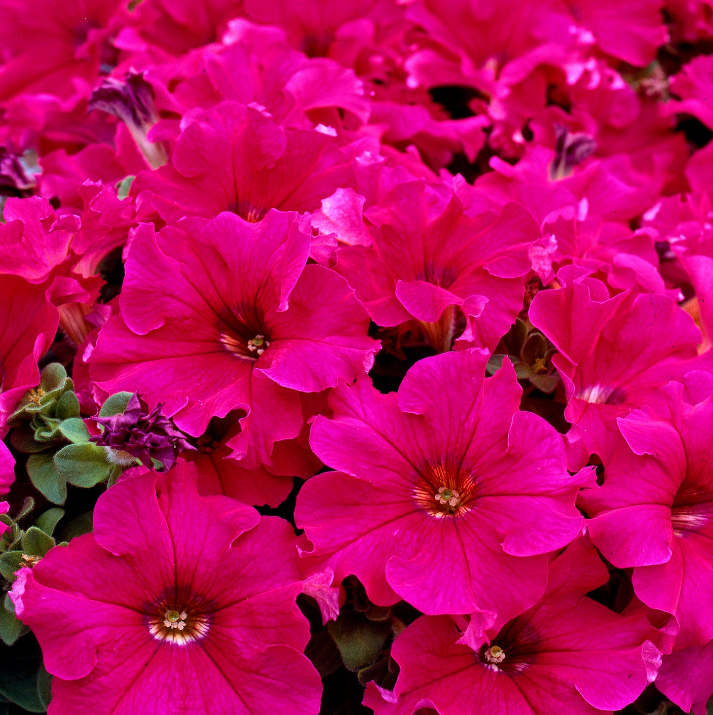 x10 Petunia Frenzy Rose - XL Plug Plants