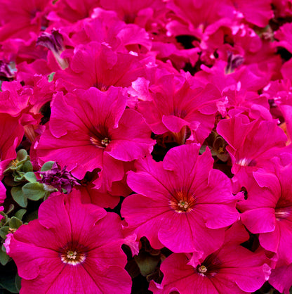 x10 Petunia Frenzy Rose - XL Plug Plants