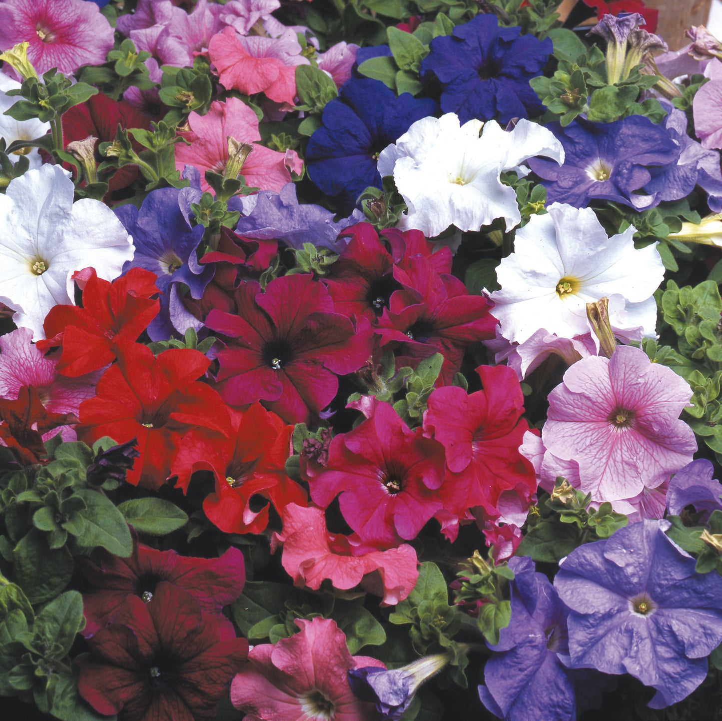 Petunia Express Mix 10-Pack - XL Plug Plants