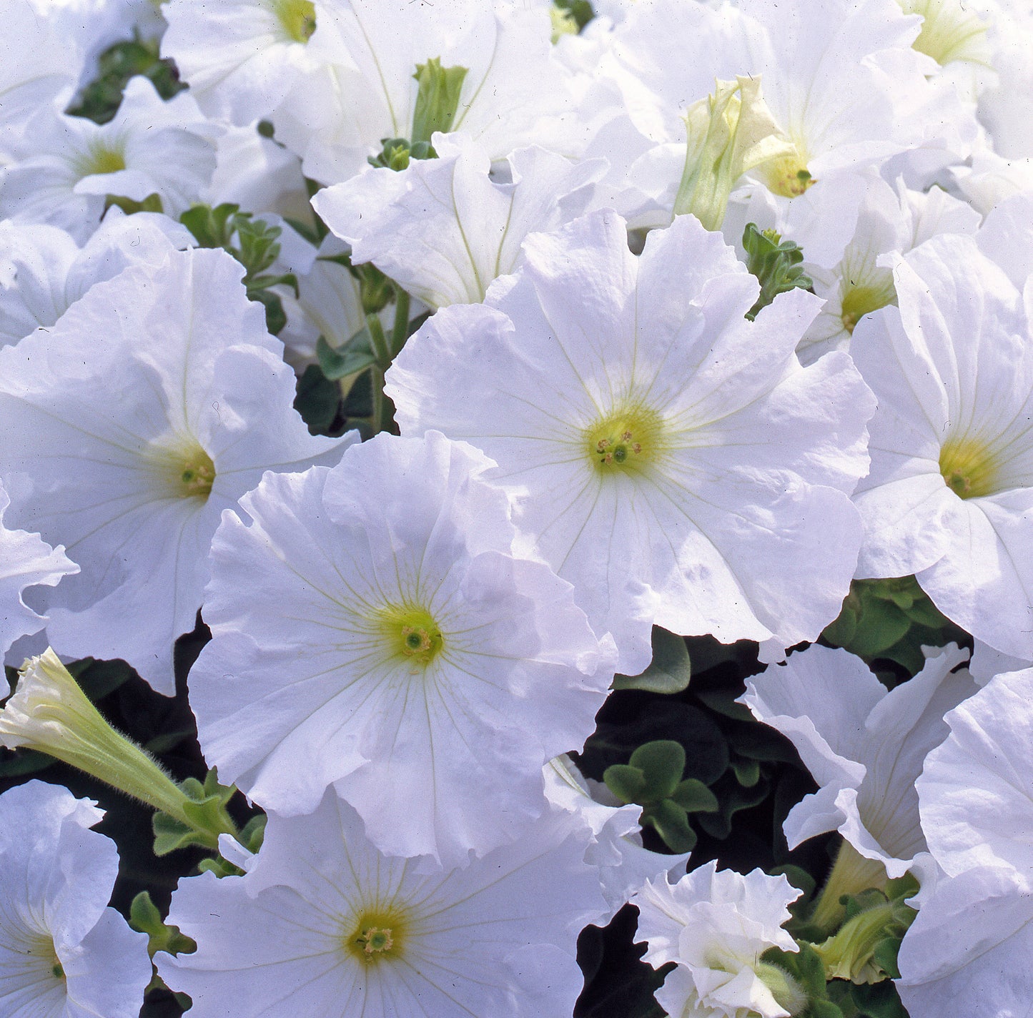 x10 Petunia Frenzy White - XL Plug Plants