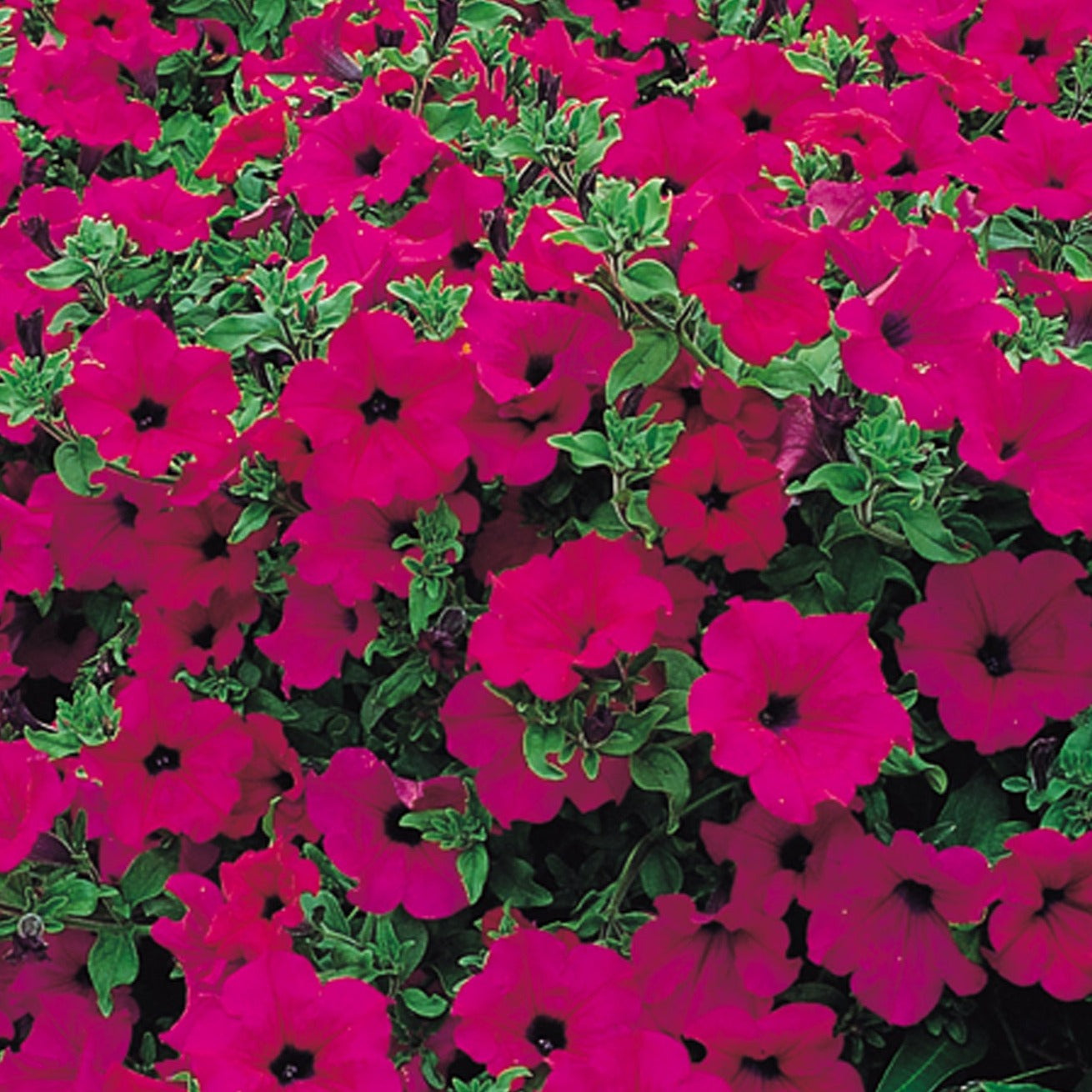 x3 Petunia Surfinia Purple 10.5cm/9cm